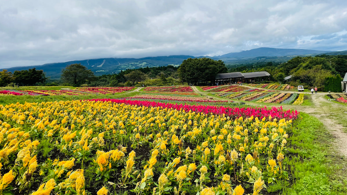 那須連山を背に咲き誇る色鮮やかな花々『那須フラワーワールド』