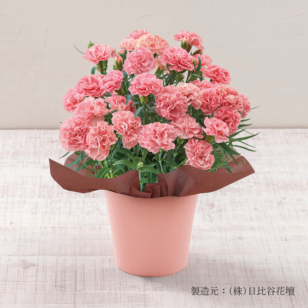 【母の日限定】カーネーション鉢＆御用邸チーズケーキのセット